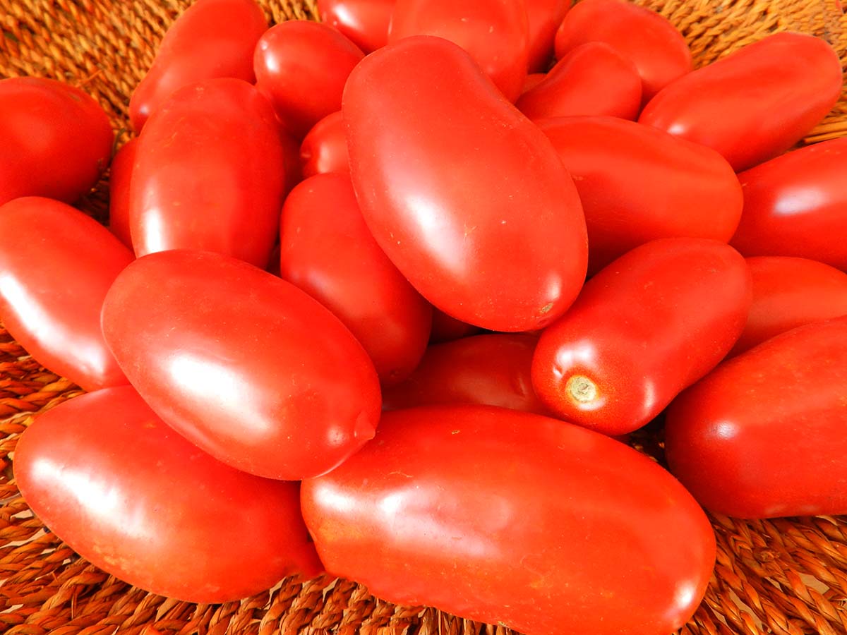 Pomodoro, frutto del sole