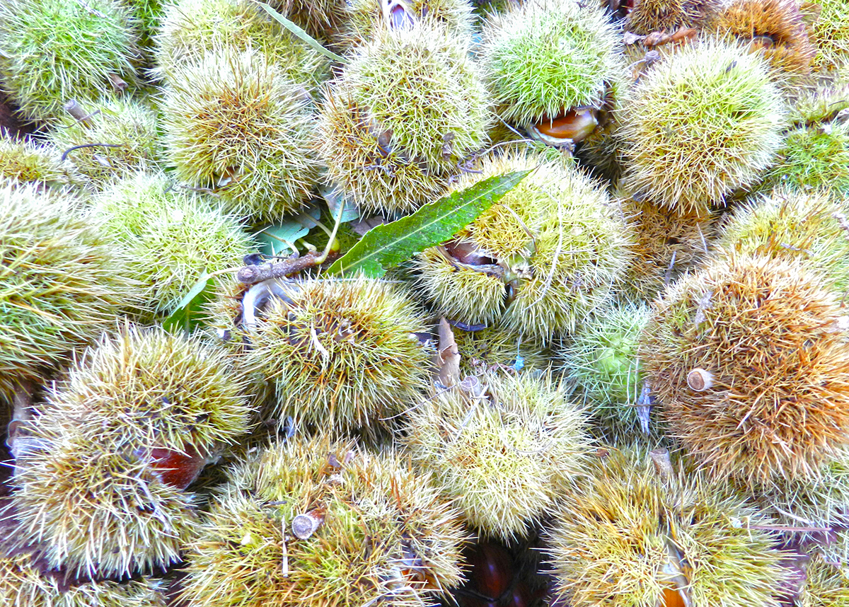 Tempo di castagne